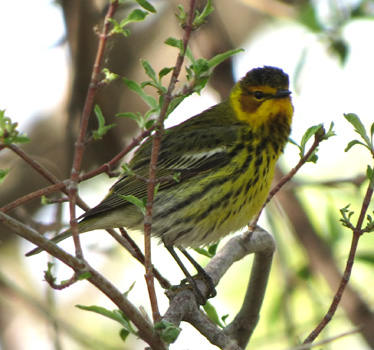 Cape May Warbler Magee Marsh 5_14_2015